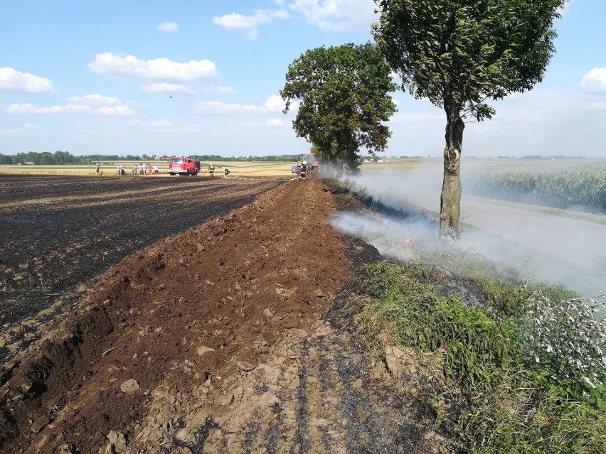 Dwa pożary pszenicy na polu w powiecie kazimierskim. Strażacy i miejscowi rolnicy walczyli z ogniem