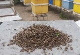 Tysiące martwych pszczół w Wielkopolsce. Prokuratura wszczęła śledztwo