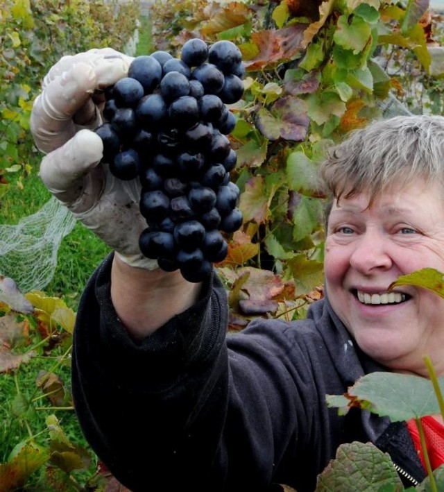 - Zbieranie winogron to skomplikowana praca - mówi Teresa Kozdrowska (fot. Mariusz Kapała)