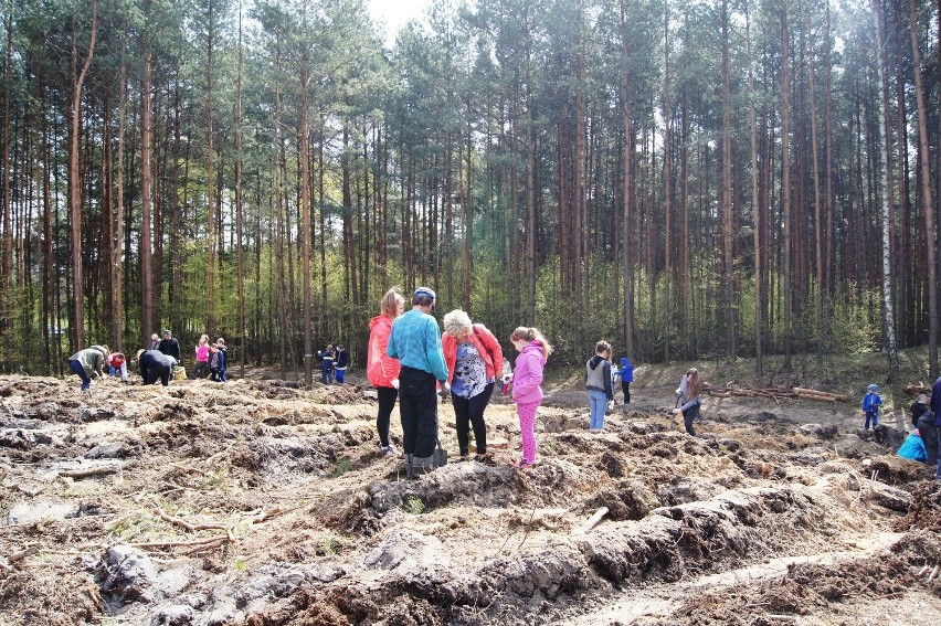 W Siewierzu zasadzili 500 drzewek pod okiem leśników [ZDJĘCIA]