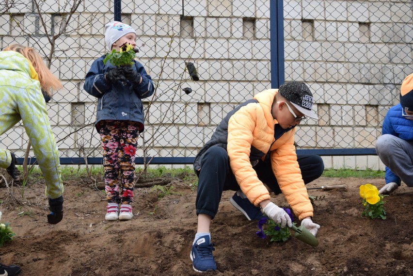 Społeczne sadzenie kwiatów na ul. Chmielnej.