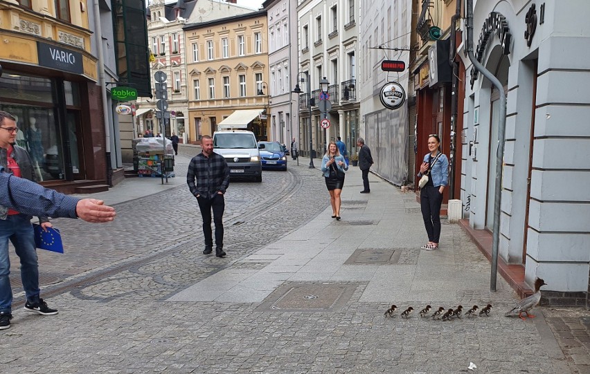 Taką oto rodzinkę nurogęsi na ulicy Długiej spotkali 30 maja...