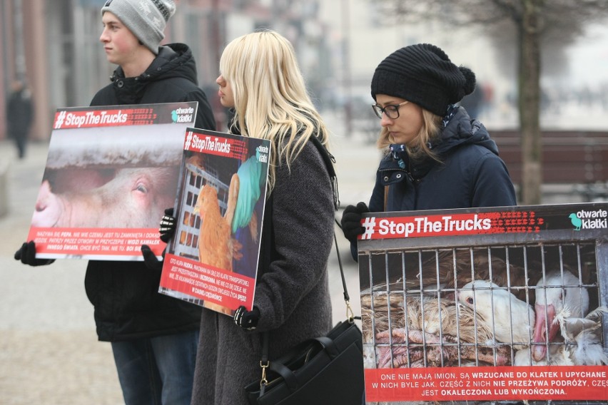 Wrocław: Protestowali w obronie zwierząt (FILM, ZDJĘCIA)
