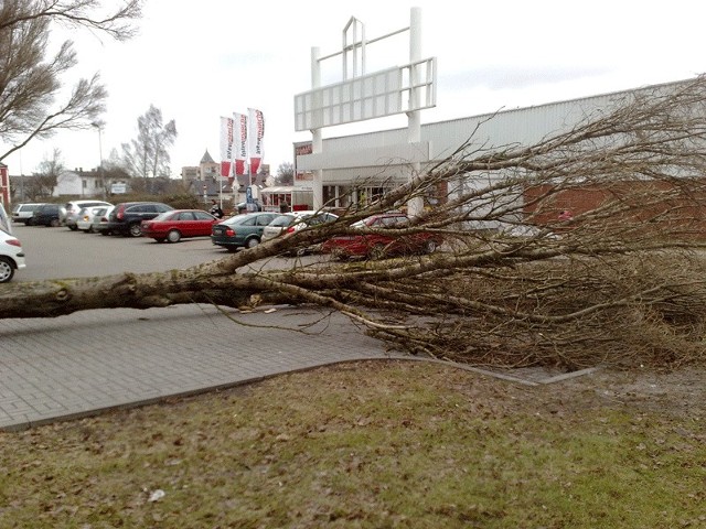 Wiatr powalił drzewo przy Intermarche w Sławnie.