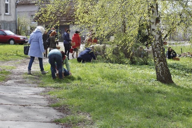 W sobotę 23 kwietnia odbyły się I Czaplineckie Wiedźminaria. Prawie 40 pań z Słupska, Miastka, Szczecinka, Piaseczna, Wałcza, Złocieńca, Koszalina, Warszawy i innych miejscowości uczestniczyło w warsztatach z ziołolecznictwa dla kobiet prowadzonych przez wybitną zielarkę Barbarę Styczeń w Czaplineckim Ośrodku Kultury. Oprócz wiedzy teoretycznej, panie udały się na pobliską łąkę w celu zbierania okolicznych ziół. Kolejne spotkanie wstępnie zaplanowane jest na połowę czerwca - tym razem pod hasłem tradycyjnej słowiańskiej Nocy Kupały. 