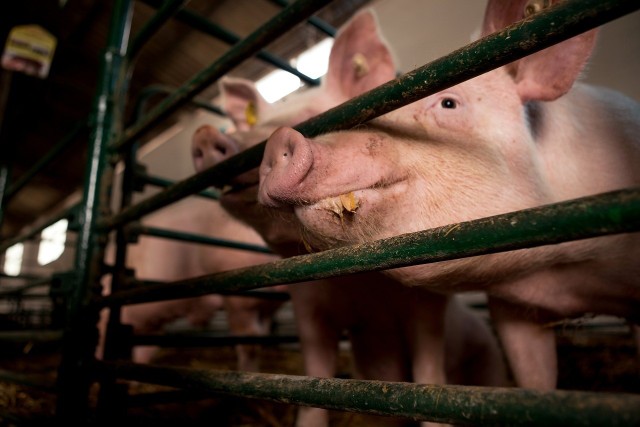 W gospodarstwach, w których utrzymuje się nie więcej niż 10 sztuk świń w roku kalendarzowym wyłącznie w celu produkcji mięsa na użytek własny, odstąpiono od szeregu wymogów.