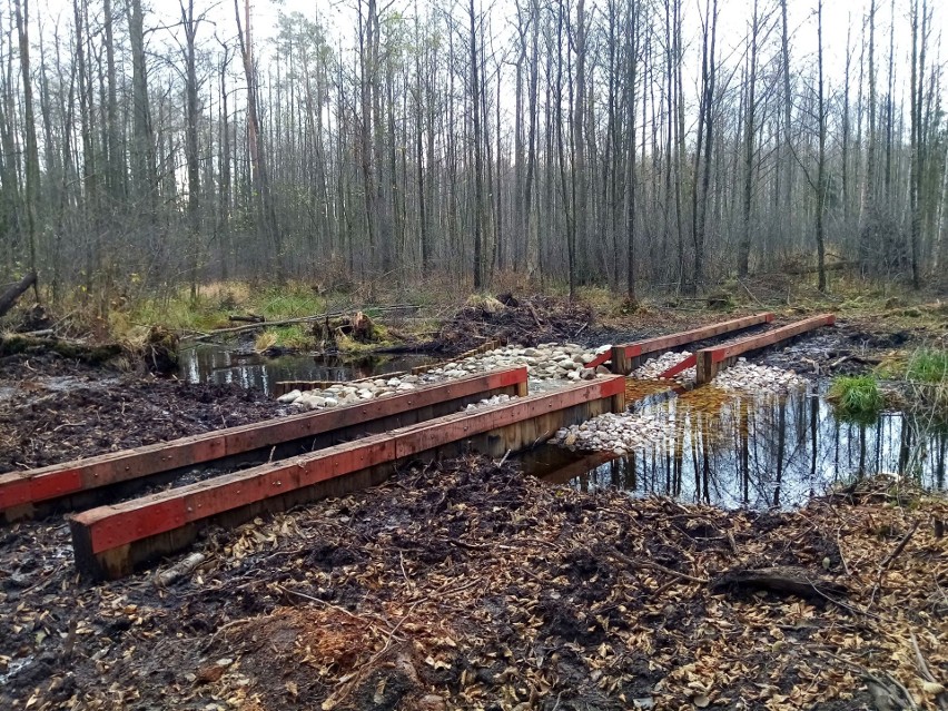 Rezerwat Białe Ługi ma kłopoty. Przyrodnicy i leśnicy chcą uratować torfowisko w gminie Daleszyce. Zobaczcie zdjęcia