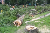 Wycięli w pień 27 drzew. Zbudują pętlę dla autobusów i tramwajów (zobacz zdjęcia)