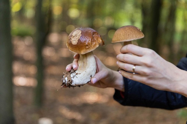 Trwa wysyp grzybów na Dolnym Śląsku. To kolejny weekend grzybowego eldorado w lasach naszego regionu. Do prawdziwków, które pojawiły się w lasach licznie jako pierwsze, teraz dołączyły także znane i lubiane podgrzybki czy kozaki, nie brakuje także rydzów. W lasach Dolnego Śląska prawdziwe tłumy, każdy z nadzieją sprawdza znane mu "miejscówki". Część grzybiarzy dzieli się swoimi zbiorami także z nami, wysyłając zdjęcia do popularnej akcji "Pstryknij grzyba". Zebraliśmy ich zgłoszenia, jak również wpisy z forów internetowych. Zobaczcie gdzie pojechać na Dolnym Śląsku, by wyjść z lasu z pełnym koszem grzybów!PRZEJDŹ DO LOKALIZACJI PRZY POMOCY STRZAŁEK LUB GESTÓW NA TELEFONIE. IDŹ DO KOLEJNYCH SLAJDÓW!