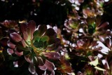 Eonium drzewiaste – jak uprawiać ten piękną roślinę doniczkową? Ten sukulent zachwyca kolorami!