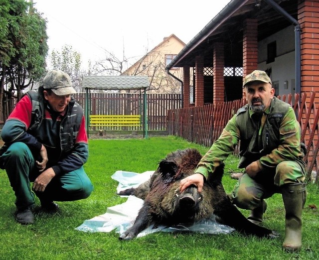 Jan Jankowski 140-kilowe zwierzę upolował w ubiegłym roku. To jeden z 35 ustrzelonych przez niego dzików. Bielskie koło łowieckie Ryś dwa lata temu odstrzeliło ponad 100 dzików.