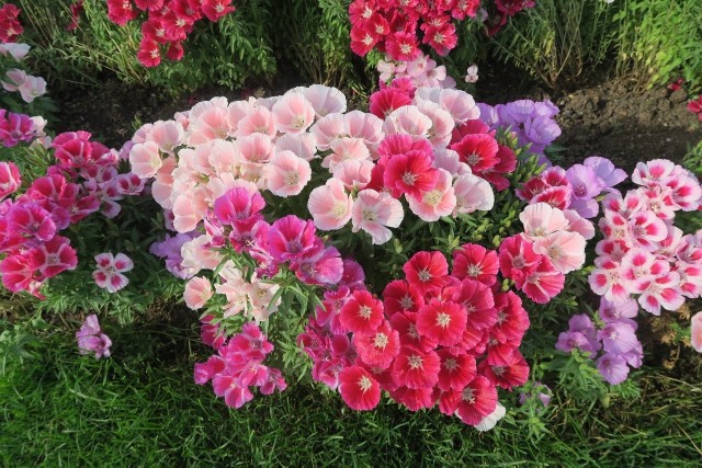 Kwiaty klarkii (godecji) mają cztery płatki. Są różnokolorowe. Z daleka przypominają kwiaty azalii, stąd inna nazwa - azalia letnia.