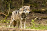 Wilków jest za dużo? Komisja rolnictwa zabiega o zmiany w zarządzaniu populacją