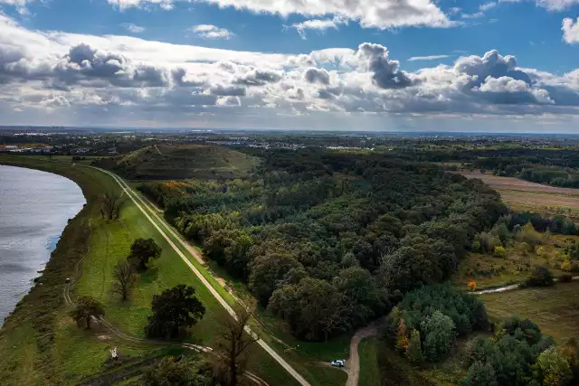 Las Pracki jako użytek ekologicznym jest poddany ochronie czynnej.