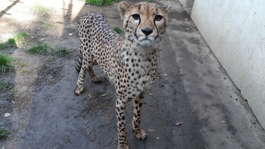 Koty z opolskiego zoo. Zwinny gepard ćwierka jak wróbel i w mig może rozwinąć prędkość samochodu! 