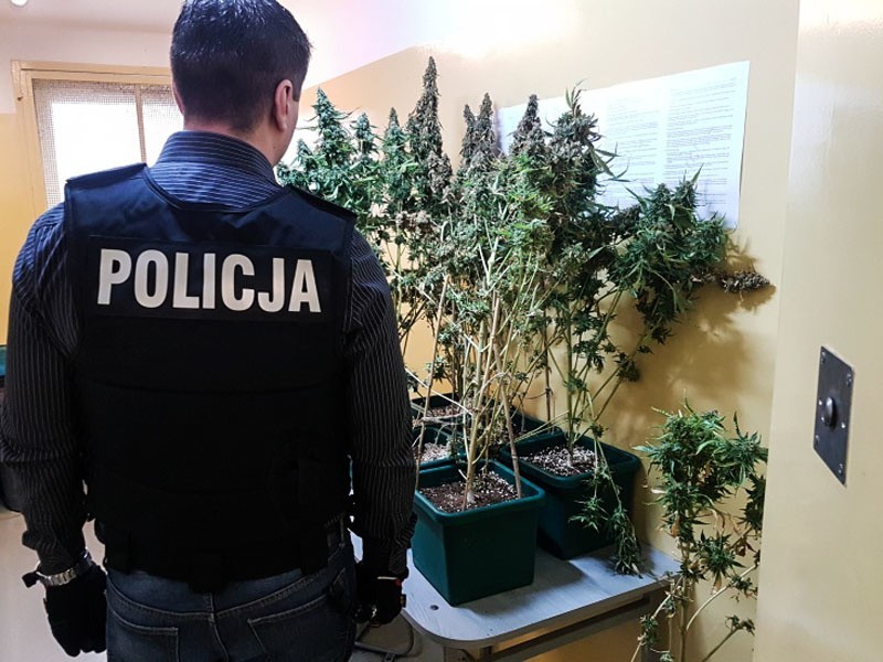 Zielonogórscy policjanci zlikwidowali kolejną plantację...