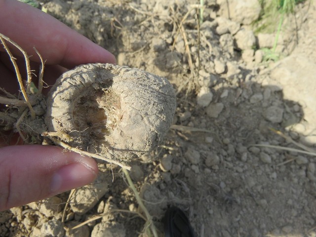 Piotr Stanek pokazuje pole, na którym zasadził ziemniaki. Od dłuższego czasu jego zmorą są dziki, które plądrują mu uprawy. Twierdzi, że gdyby urzędnicy wymyślili mądrzejsze przepisy, to szkód mógłby uniknąć