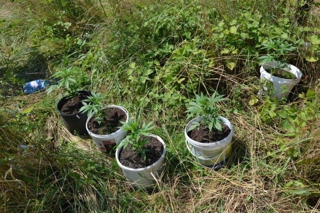 Rośliny odnalezione przez policjantów w gminie Fałków w powiecie koneckim