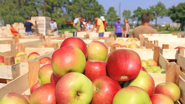 Ceny jabłek jeszcze nie zwalają klientów z nóg, ale i tak jest drożej niż rok czy dwa lata wcześniej.