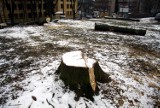 Przy ul. Wieniawskiej wycięli drzewa. Będą budować biurowiec (ZDJĘCIA)