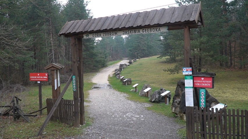 rezerwat Góra Zborów w Podlesicach, stanowi jedno z...