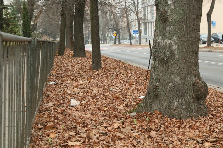 Czytelnik skarży się na niesprzątnięte liście w centrum Lublina. „To nie wygląda dobrze”