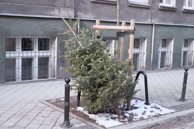 Święta Bożego Narodzenia się skończyły, więc wielu mieszkańców Poznania pozbywa się swoich choinek. Coraz więcej drzewek można zauważyć na ulicach miasta. Jak pozbyć się choinki? Nie można jej wyrzucić po prostu na śmietnik. Sprawdź w galerii --->