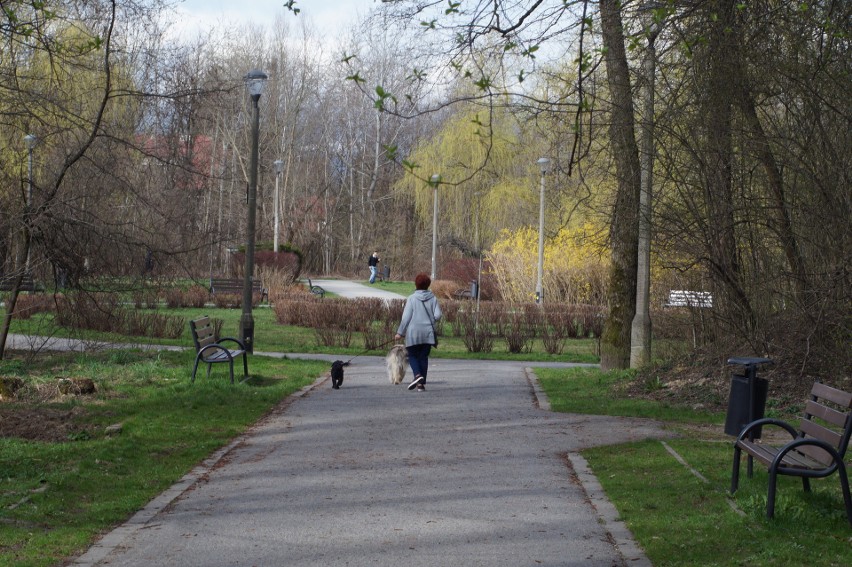 Wiosna w Parku Lilii Wenedy w Krakowie budzi się w tym roku...