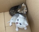 Kotki porzucone w kartonie w Oświęcimiu. Ktoś zostawił je na pewną śmierć w rowie