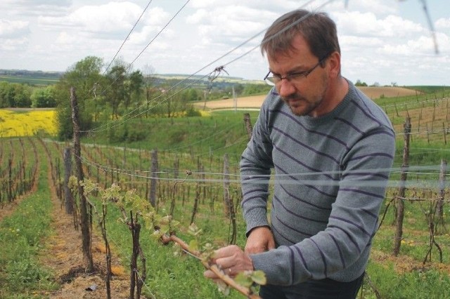 Wino mszalne produkowane na PodkarpaciuDariusz Rosół z Przeworska ma największe, pod względem ilości krzewów, winnice w Podkarpackiem.