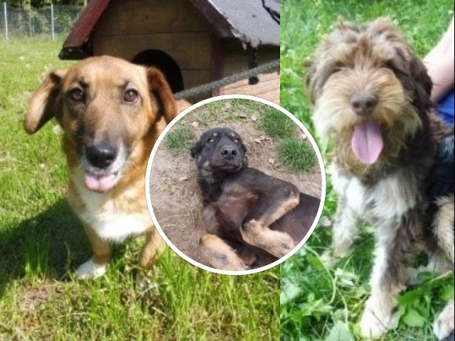 26 sierpnia to święto najlepszego przyjaciele człowieka - psa. W schronisku Janik w Kunowie wiele psiaków czeka na swoje nowe domy i rodziny. Zobacz jakie psiaki czekają na adopcję. Może dasz któremuś z nich nowy dom?>>>ZOBACZ WIĘCEJ NA KOLEJNYCH SLAJDACH