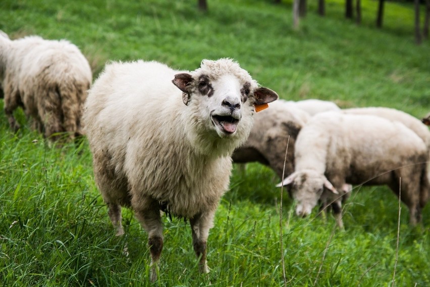 W Korbielowie w Beskidzie Żywieckim bacowie wypędzili owce na hale [ZDJĘCIA]