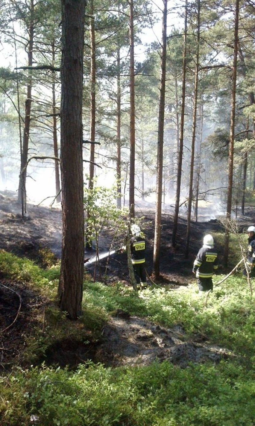 Pożar w Helu. Las gasili zawodowcy z Pucka, żołnierze z Helu, OSP z powiatu [ZDJĘCIA]