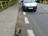 Weterynarz uśpił borsuka ranionego przez auto