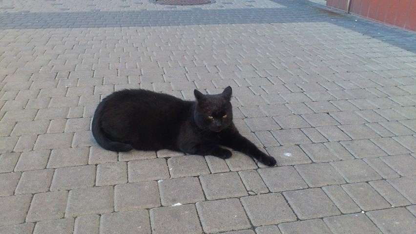Kot z Polibudy robi furorę wśród poznańskich studentów!