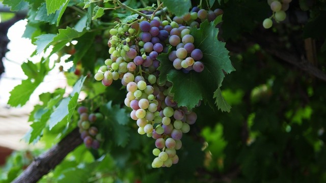 Bywa, że winorośl w ogrodzie nie chce kwitnąć albo owocować. Jest kilka różnych przyczyn tego zjawiska.