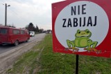 Lublin: Ropuchy giną pod kołami aut. Kto może im pomóc? (ZDJĘCIA)