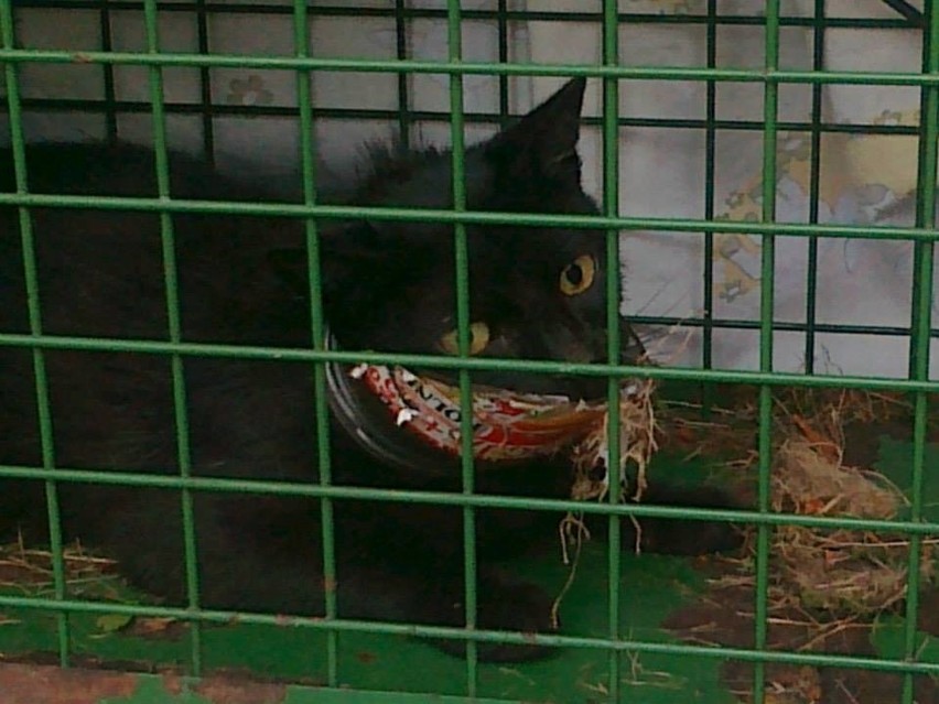 Strażnicy miejscy uratowali kota, którego głowa utknęła w słoiku [ZDJĘCIA]