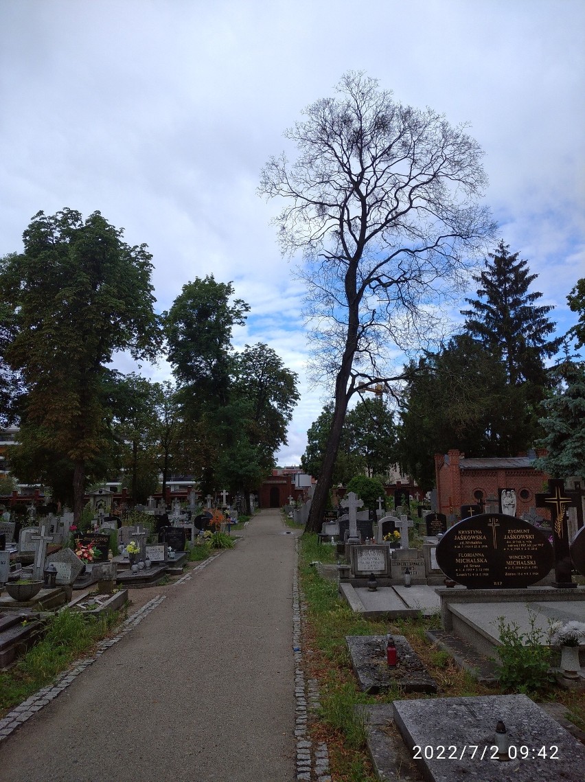 Osiem uschniętych drzew na Cmentarzu Starofarnym zostanie...