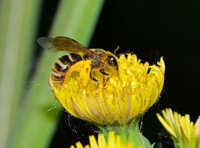 PszczolinkaPszczolinka to pszczela indywidualistka. Nie uznaje hierarchii, sama też mieszka.
