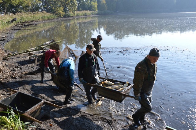 Dotąd nasze karpie, choć nieco droższe od importowanych, wygrywały z nimi konkurencję, bo są smaczniejsze, ponieważ hodowcy karmią je pasami naturalnymi.