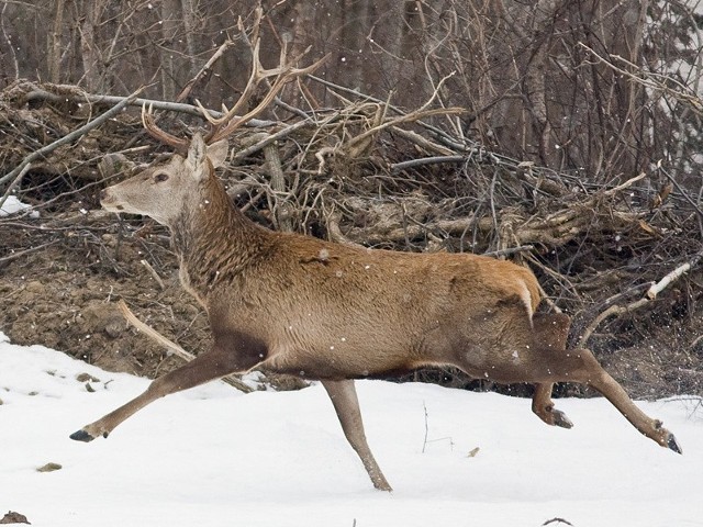 Końcówka lutego i marzec to okres, w którym jelenie zrzucają poroże.