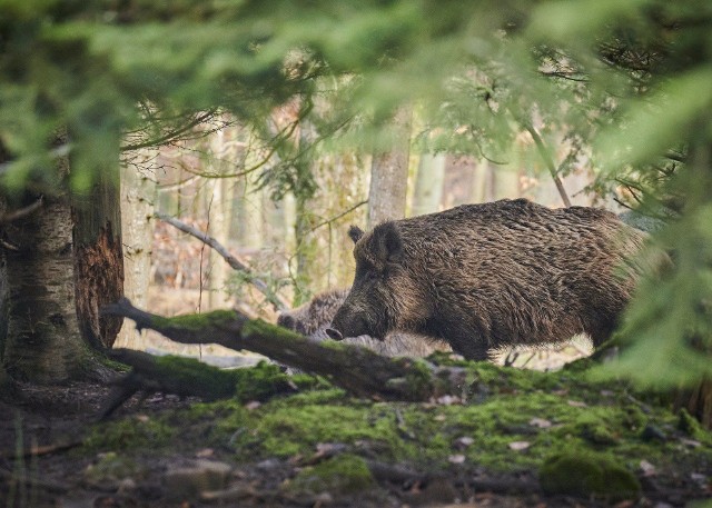 Rozporządzenie wojewody zbiega się z podjęciem szczególnych środków zwalczania ASF, które 2 września br. ustanowiła Komisja Europejska. Wdrożyła je w związku nowymi ogniskami afrykańskiego pomoru świń u świń utrzymywanych na Litwie i Łotwie, a także u dzikich świń w województwie zachodniopomorskim w Polsce.