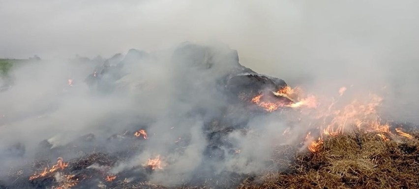 Pożar balotów na polu w miejscowości Sędziejowice.