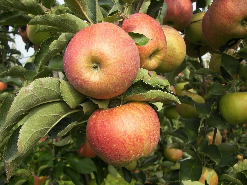 Stare odmiany jabłoni bez większego problemu można kupić w...