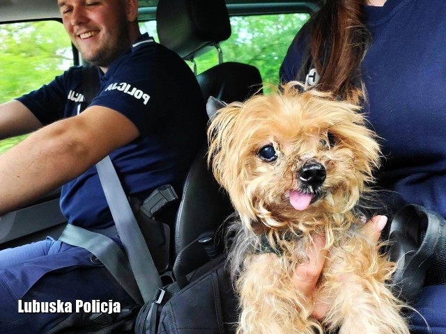 Policjanci weszli po drabinie do mieszkania, w którym przebywał porzucony piesek.