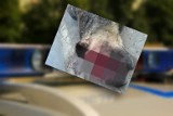 W dalszym ciągu nie wiadomo, kto okrutnie zabił psa w Radosławiu