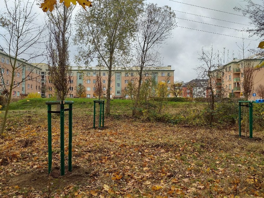 Więcej zieleni w Szczecinie. Rozpoczęło się wielkie sadzenie drzew