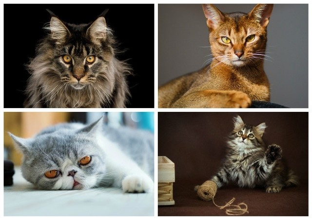 Zobacz 10 najpiękniejszych kotów na świecie. Która rasa kocia najbardziej Ci się podoba? Zobacz zdjęcia. Są piękne.Najpiękniejsze  koty lubuskie. Pupil 2017: 