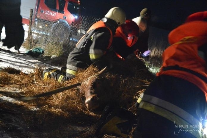 Strażacy z OSP w gminie Kamień ratowali byki, które weszły...